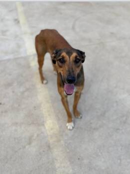 Rescue Greyhound Dogs for Adoption in Peebles, Ohio - Ben & Jerry | PetCurious