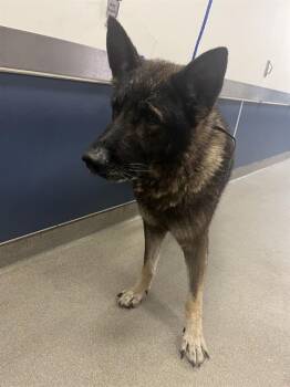 German Shepherd Dog Dogs Available for Adoption in Doral, Florida - JACOB | PetCurious