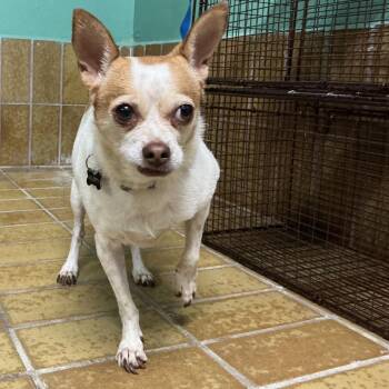 Muppy -  Chihuahua Dog for Adoption in San Gabriel, California - Muppy | PetCurious