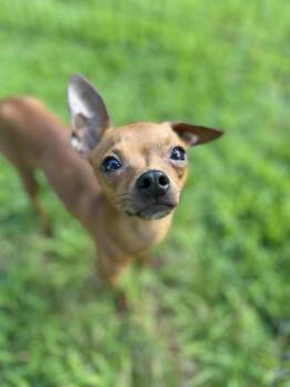 Bowen -  Chihuahua and Miniature Pinscher Dog for Adoption in Waxhaw, North Carolina - Bowen | PetCurious