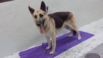 CODY -  German Shepherd Dog and Mixed Breed Dog for Adoption in Houston, Texas - CODY | PetCurious
