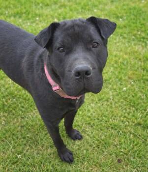 Bella -  Shar Pei Dog for Adoption in Philippi, West Virginia - Bella | PetCurious