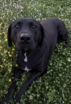 Labrador Retriever and Pit Bull Terrier Dogs Available for Adoption in Nashville, Tennessee - LuLu | PetCurious