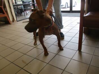 Rescue Pit Bull Terrier Dogs for Adoption in Ocala, Florida - CHUCKY | PetCurious