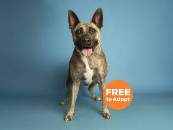 Dutch Shepherd and Mixed Breed Dogs Available for Adoption - ARIYA | PetCurious