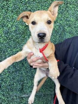 Mixed Breed Dogs Available for Adoption in El Paso, Texas - 60911649 | PetCurious
