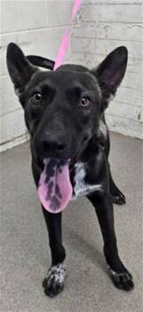 JORGE -  German Shepherd Dog and Mixed Breed Dog for Adoption in San Bernardino, California - JORGE | PetCurious