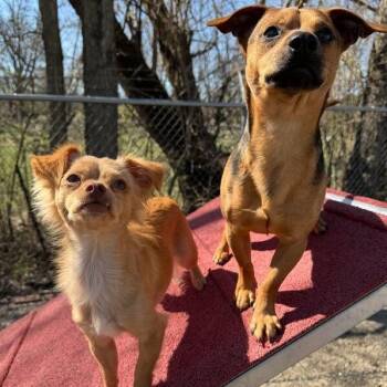Chihuahua Dogs Available for Adoption in Dayton, Ohio - Taco | PetCurious
