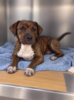 Astro -  Mixed Breed Dog for Adoption in Gulfport, Mississippi - Astro | PetCurious