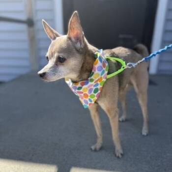 Chihuahua Dogs Available for Adoption in Worcester, Massachusetts - Ross | PetCurious