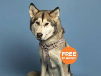 Husky Dogs Available for Adoption in Phoenix, Arizona - KARMA | PetCurious