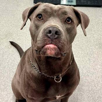 Lola -  Mixed Breed Dog for Adoption in Moundsville, West Virginia - Lola | PetCurious