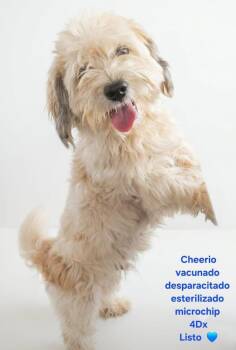 Cherio -  Maltese Dog for Adoption in Ventura, California - Cherio | PetCurious