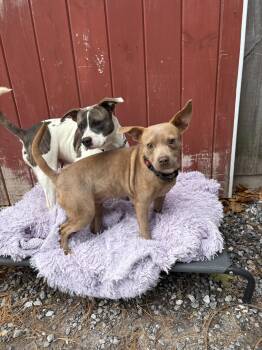 Rescue Mixed Breed Dogs for Adoption in New Boston, New Hampshire - Tia & Tamera *bonded Pair* | PetCurious