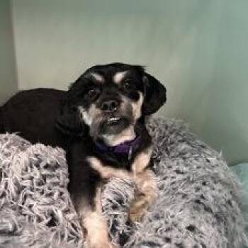 Cherry Garcia -  Shih Tzu Dog for Adoption in Jersey City, New Jersey - Cherry Garcia | PetCurious