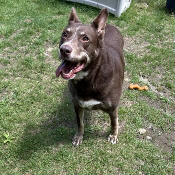 Deacon -  Cattle Dog and Mixed Breed Dog for Adoption in Conway, New Hampshire - Deacon | PetCurious