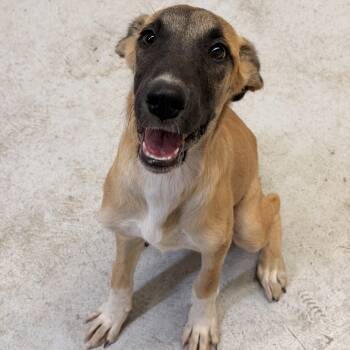 Girlipop -  Shepherd Dog for Adoption in Marfa, Texas - Girlipop | PetCurious