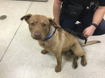 Pit Bull Terrier and Mixed Breed Dogs Available for Adoption - BUGSY | PetCurious