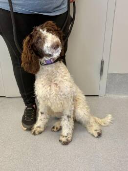 Poodle and Mixed Breed Dogs Available for Adoption in Chillicothe, Ohio - Stephanie | PetCurious