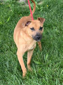 Catahoula Leopard Dog Dogs Available for Adoption in Springfield, Illinois - Antonio | PetCurious