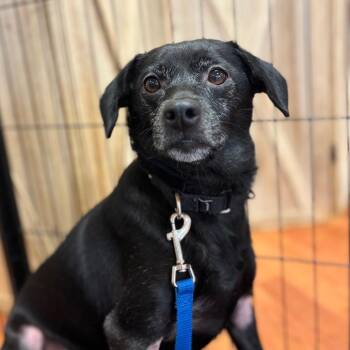 Edith -  Beagle and Mixed Breed Dog for Adoption in Springboro, Ohio - Edith | PetCurious