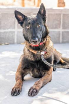 Belgian Shepherd Malinois Dogs Available for Adoption - VERONICA | PetCurious