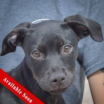 Skye -  Black Labrador Retriever and American Staffordshire Terrier Dog for Adoption in Huntley, Illinois - Skye | PetCurious
