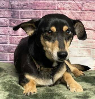 Dachshund Dogs Available for Adoption in Sedalia, Colorado - Ella | PetCurious