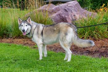 Rescue Siberian Husky Dogs for Adoption in Omaha, Nebraska - Nola | PetCurious