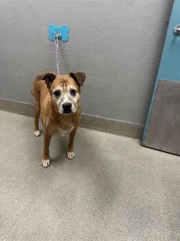 TRUFFLES -  Boxer and Mixed Breed Dog for Adoption in Las Vegas, Nevada - TRUFFLES | PetCurious