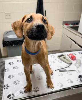 Mixed Breed Dogs Available for Adoption in Westland, Michigan - Diego | PetCurious