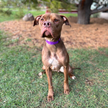 Rescue Pit Bull Terrier Dogs for Adoption in Fargo, North Dakota - Rosalind | PetCurious