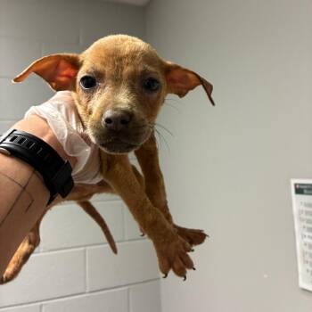Ford -  Mixed Breed Dog for Adoption in Chattanooga, Tennessee - Ford | PetCurious