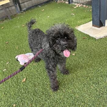 Rescue Poodle Dogs for Adoption in Grapevine, Texas - Perla | PetCurious