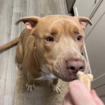 Mixed Breed Dogs Available for Adoption - Simba | PetCurious