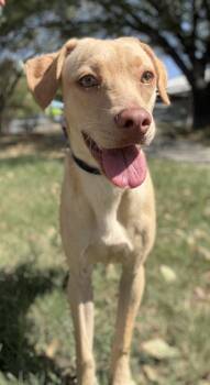Rescue Terrier and Mixed Breed Dogs for Adoption in San Antonio, Texas - Silly String | PetCurious