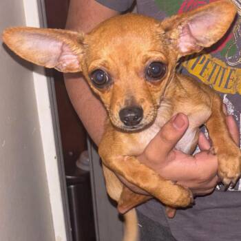 Chihuahua Dogs Available for Adoption in Hanson, Massachusetts - Tugboat  | PetCurious