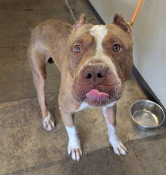 BOULDER -  American Bulldog Dog for Adoption in Ontario, California - BOULDER | PetCurious