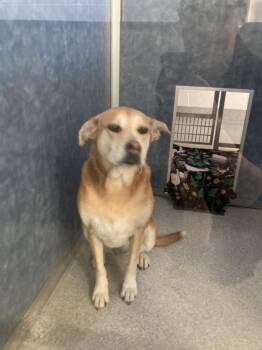 CHICA -  Labrador Retriever and Mixed Breed Dog for Adoption in Loveland, Colorado - CHICA | PetCurious