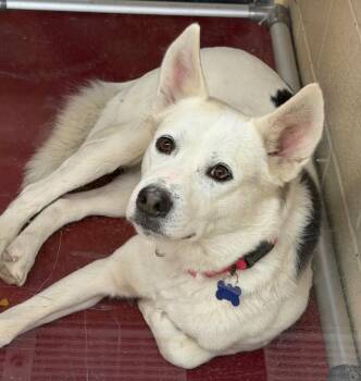Husky Dogs Available for Adoption - Frosty | PetCurious