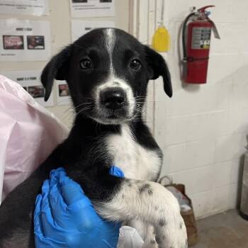 Gene -  Black Labrador Retriever and Mixed Breed Dog Available for Adoption in Edinburg, Texas - Gene | PetCurious