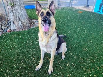 KHLOE -  German Shepherd Dog Dog for Adoption in Antioch, California - KHLOE | PetCurious