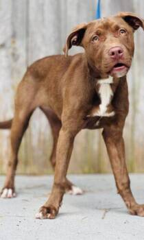 AC-4800 "Melanie" -  Pit Bull Terrier Dog for Adoption in Conyers, Georgia - AC-4800 "Melanie" | PetCurious