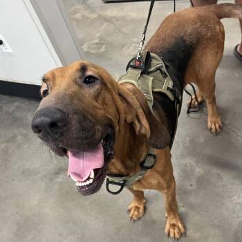 Booker -  Bloodhound and Hound Dog for Adoption in Tampa, Florida - Booker | PetCurious