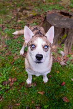 Nova -  Australian Shepherd Dog for Adoption in Morgantown, West Virginia - Nova | PetCurious