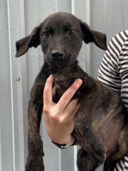 Harry -  Labrador Retriever and Affenpinscher Dog for Adoption in Murray, Kentucky - Harry | PetCurious