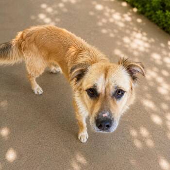 Stover D46135 -  Golden Retriever and Pit Bull Terrier Dog for Adoption in Corsicana, Texas - Stover D46135 | PetCurious