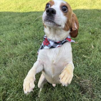 Trigger -  Cavalier King Charles Spaniel and Beagle Dog for Adoption in Circleville, Ohio - Trigger | PetCurious