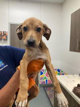 CLEO -  Beagle and Mixed Breed Dog for Adoption in Baytown, Texas - CLEO | PetCurious