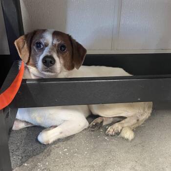 Chihuahua Dogs Available for Adoption in Tampa, Florida - Domingo | PetCurious